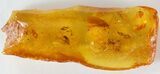 Detailed Fossil Caddisfly (Trichopterae) In Baltic Amber #39103-1
